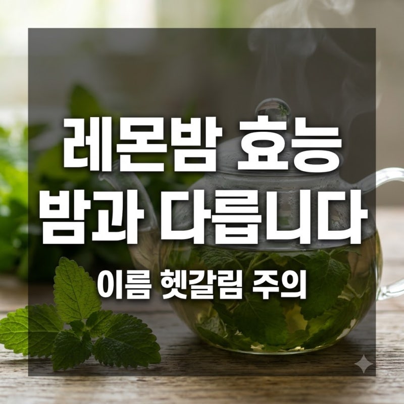 레몬밤 효능, 우리가 아는 밤과는 전혀 다른 식물입니다