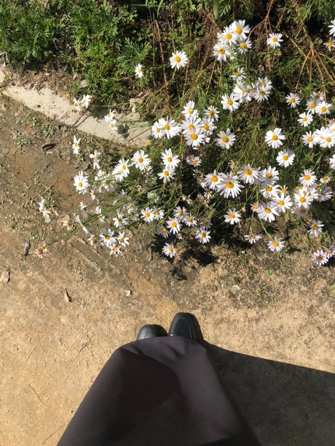 [경남/합천] 합천 신소양체육공원 핑크뮬리｜가을꽃 만개한 합천 가볼만한곳 꽃구경 추천