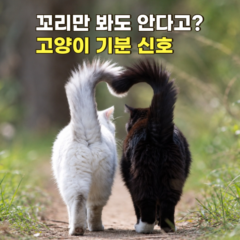 꼬리만 봐도 알 수 있어? 고양이꼬리언어 행동 습성과 고양이가좋아하는행동
