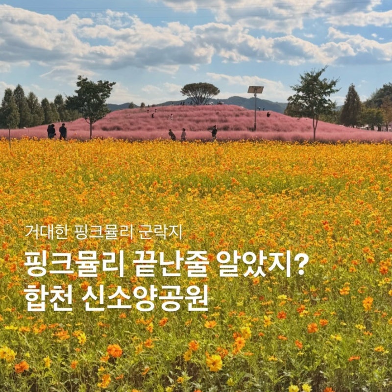 거대한 핑크뮬리 군락지 지금이 절정이에요! 합천 신소양체육공원
