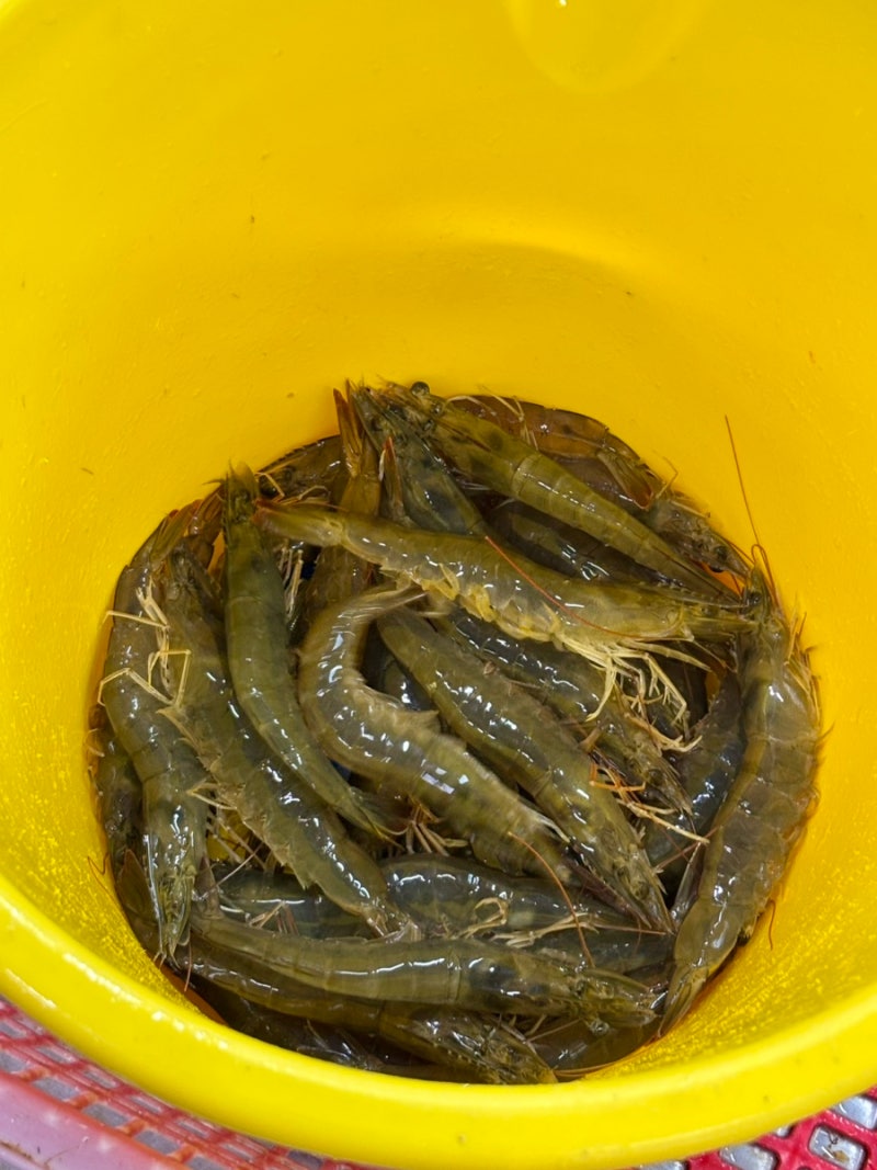 군산 수산물종합센터 대하 1kg 시세 및 구이 후기