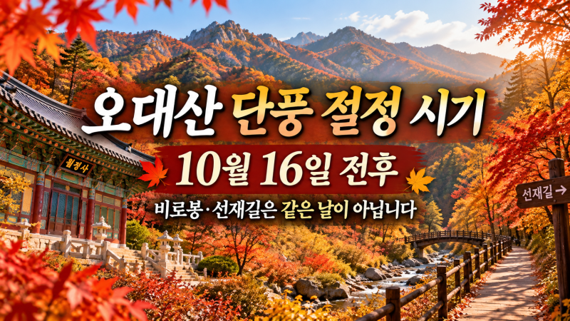 오대산 단풍 절정 시기, 비로봉 갈 분과 선재길 갈 분은 날짜가 다릅니다