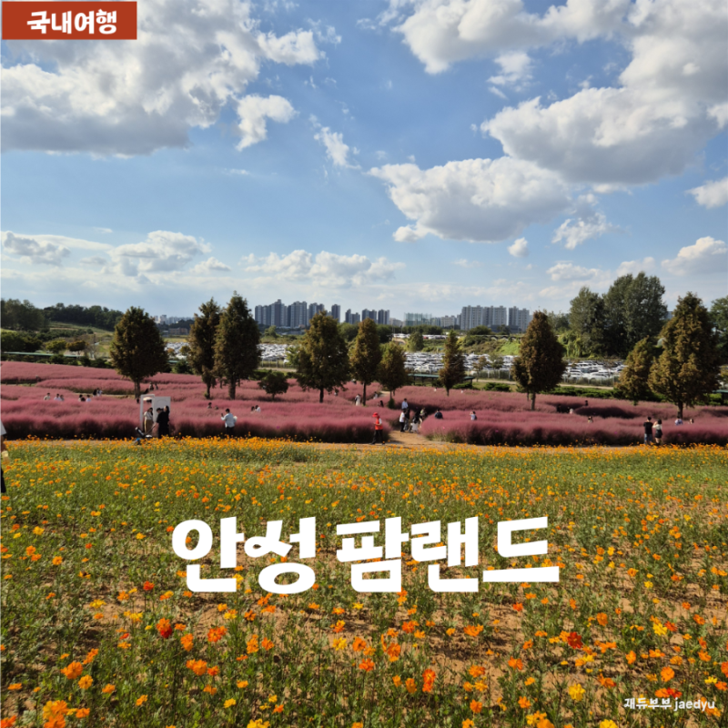 안성팜랜드 10월 개화상황｜코스모스·핑크뮬리·입장권·주차 총정리