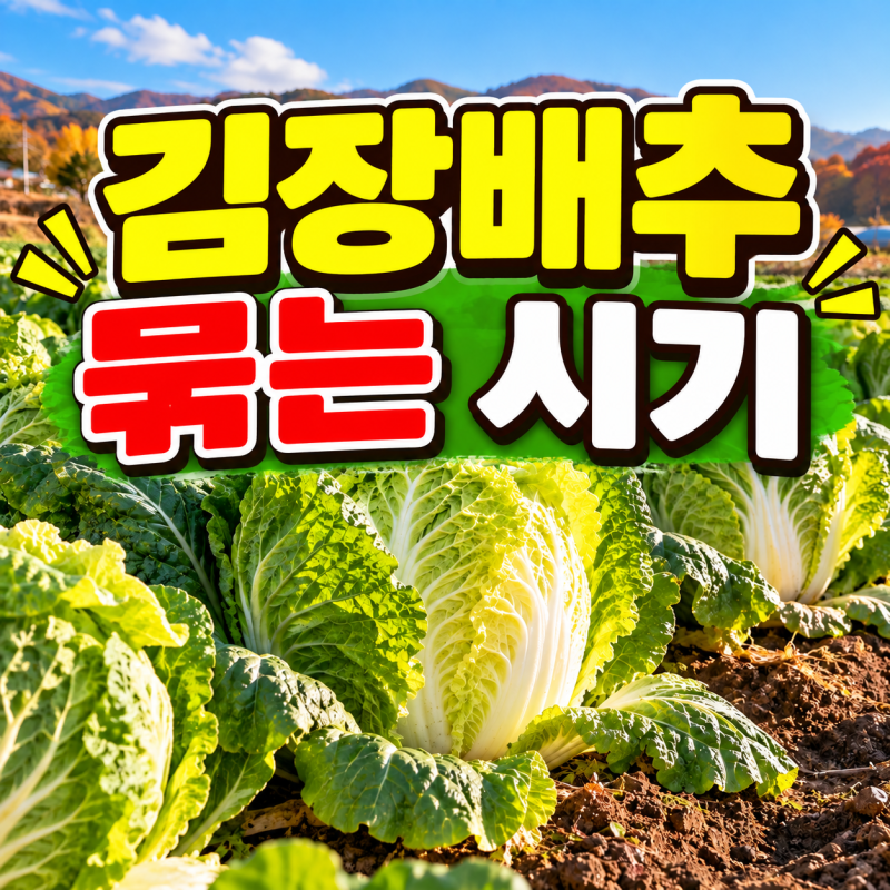 김장배추 묶는 시기｜배추 속을 단단하게 채우는 결구 관리법