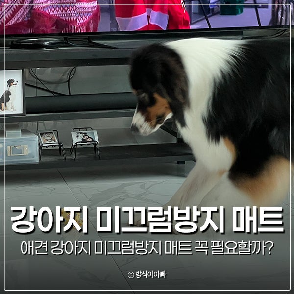 애견 강아지 미끄럼방지 매트 꼭 필요할까?