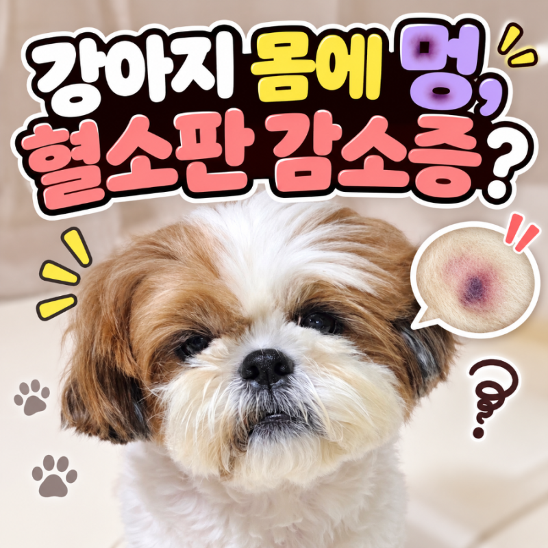 강아지 몸에 멍이? 혈소판 감소증 원인과 증상