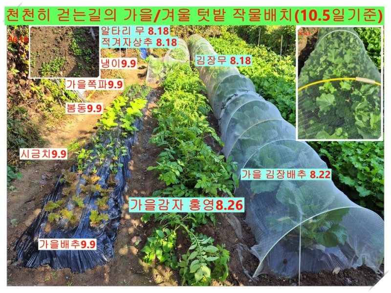 붕소·붕사·붕산 차이점, 텃밭에서 붕소비료 제대로 사용하는 방법(feat. 김장배추 결핍·과다....