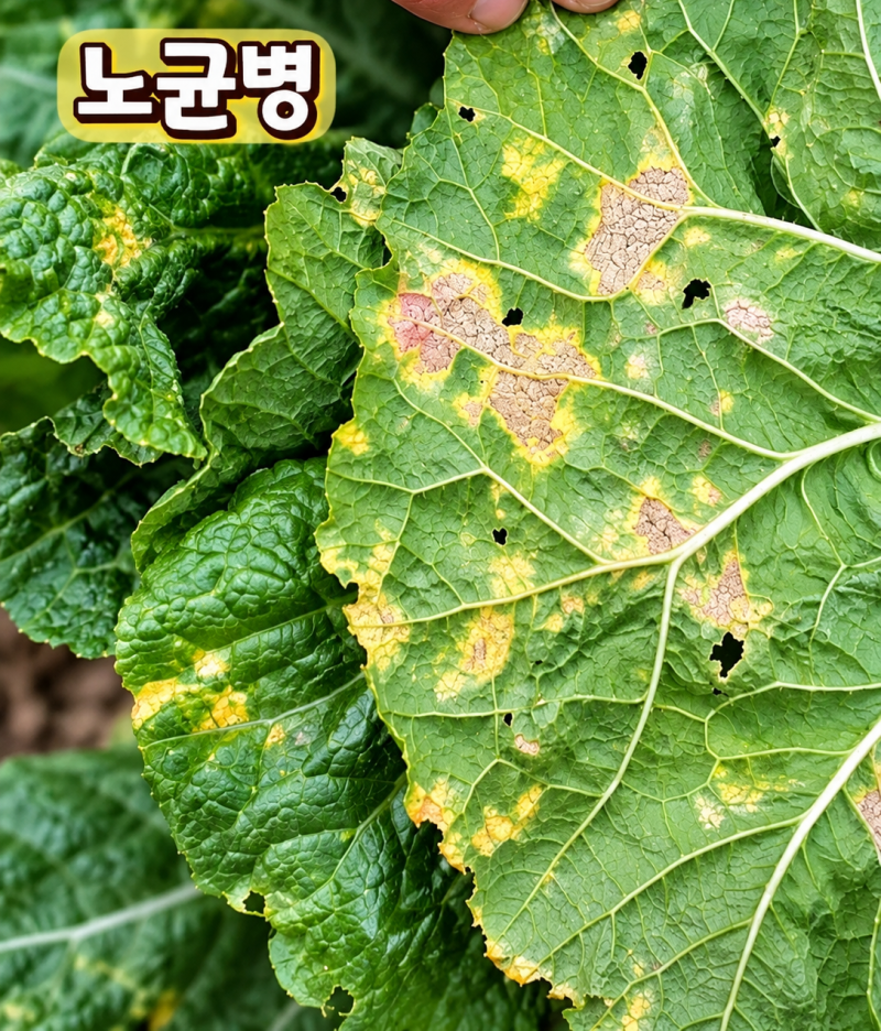 김장배추 비료만 신경 쓴다고요? 배추노균병 무름병 검은무늬병 증상