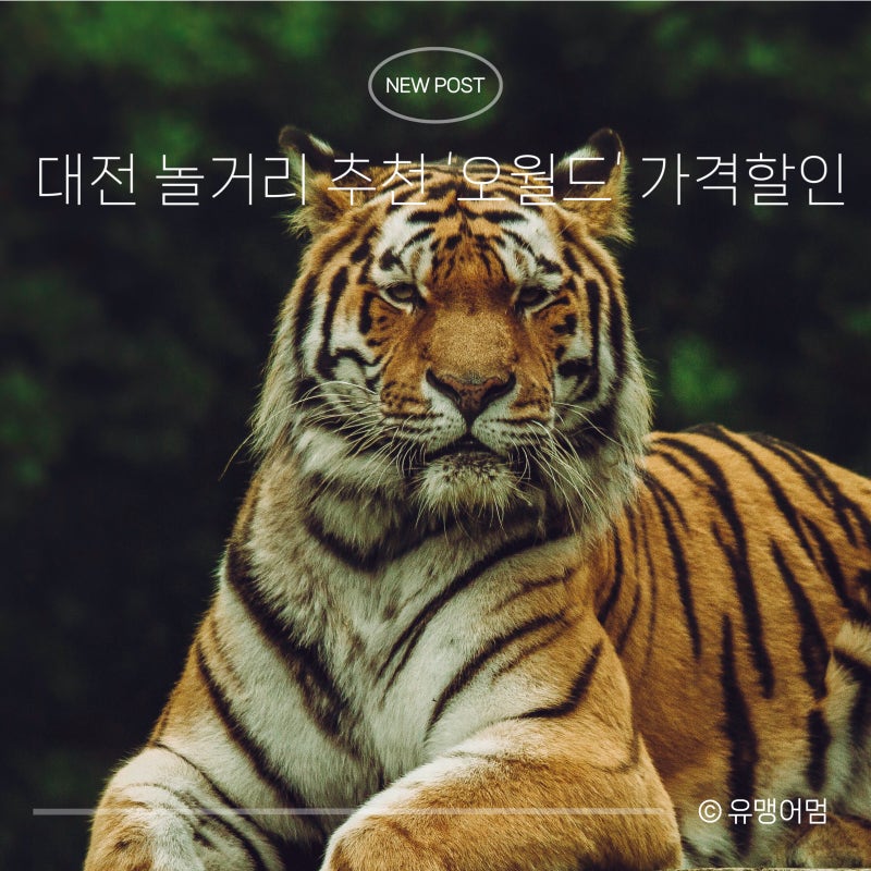 대전 오월드 자유이용권 가격 할인 사파리 운영시간 총정리