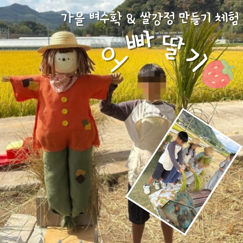 원주제천영월가볼만한곳 아이와 가을 벼수확&쌀강정만들기 체험 오빠딸기