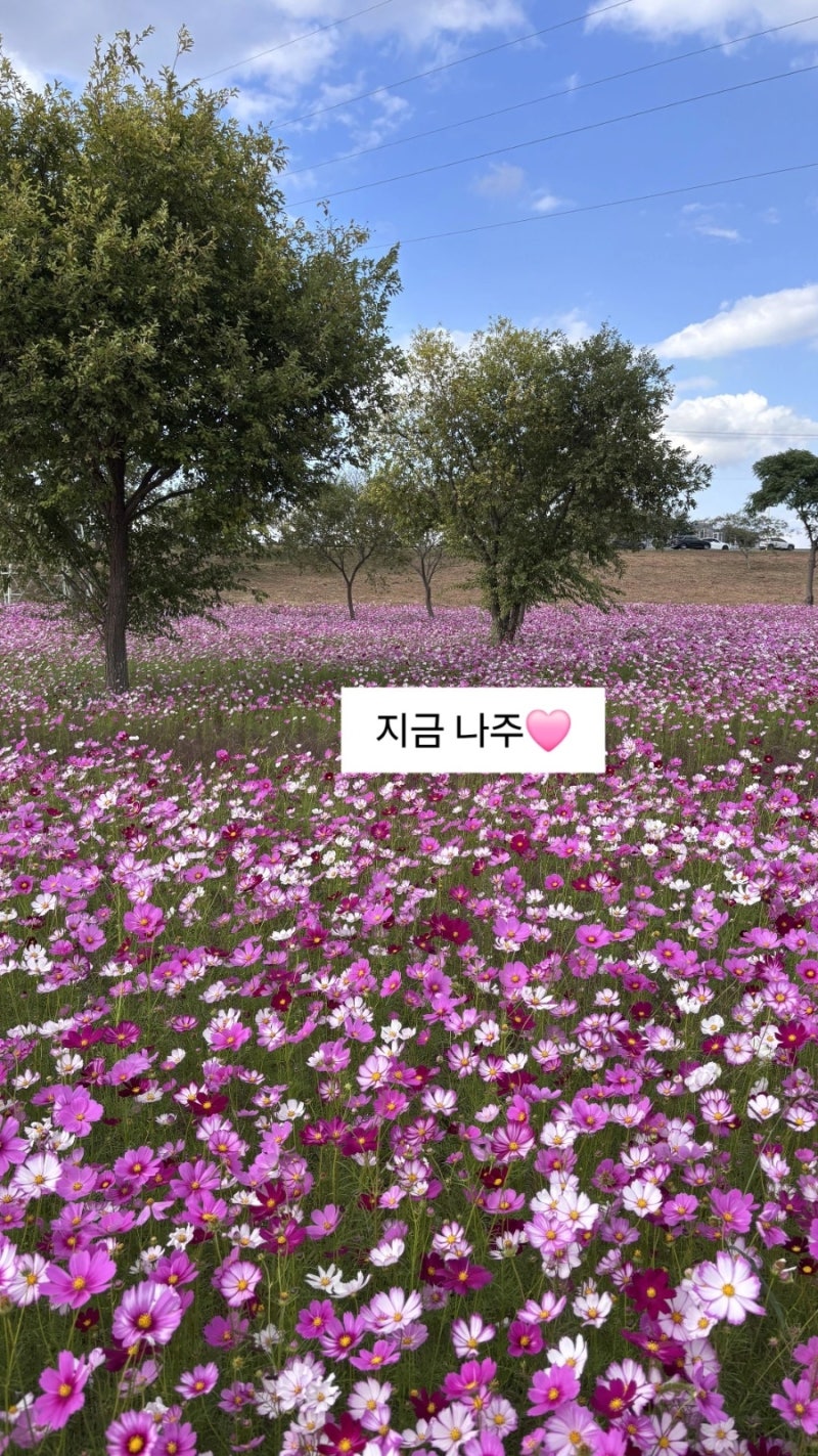2026 나주 영산강축제 주차 영산강정원 코스모스 만개