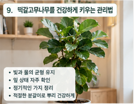 떡갈고무나무 키우는법｜잎이 갈색으로 변하고 떨어지는 이유부터 물주기, 햇빛까지 (플레....