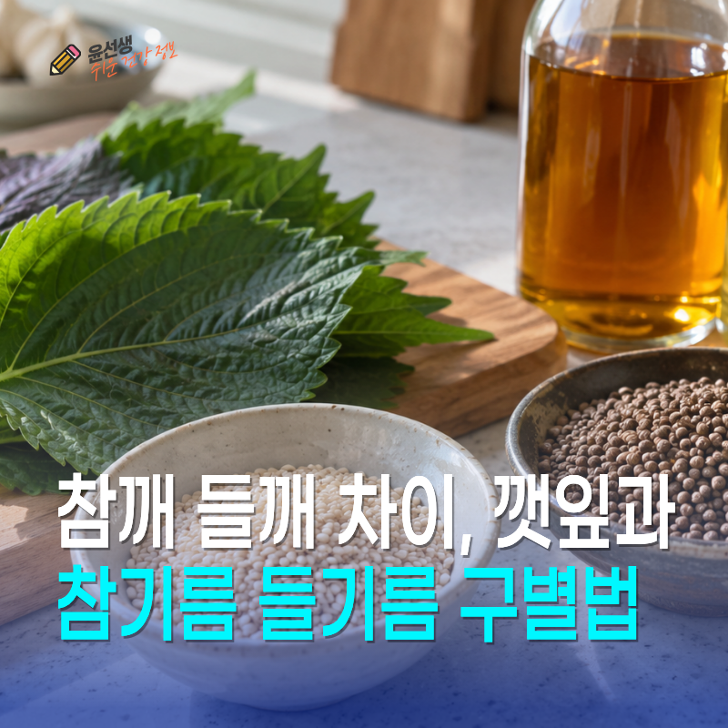 참깨 들깨 차이, 깻잎과 참기름 들기름 구별법