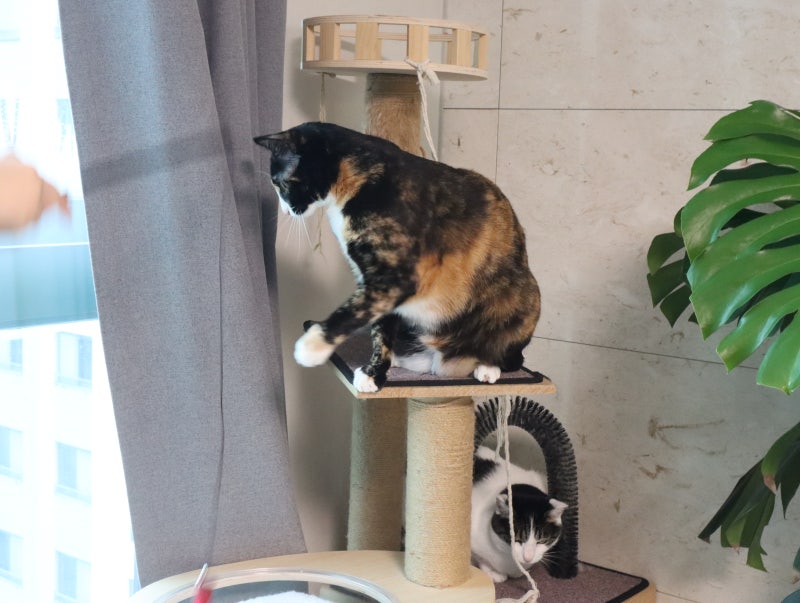 고양이 개구호흡 고양이 콧물 코딱지 고양이 코막힘 때문일까?