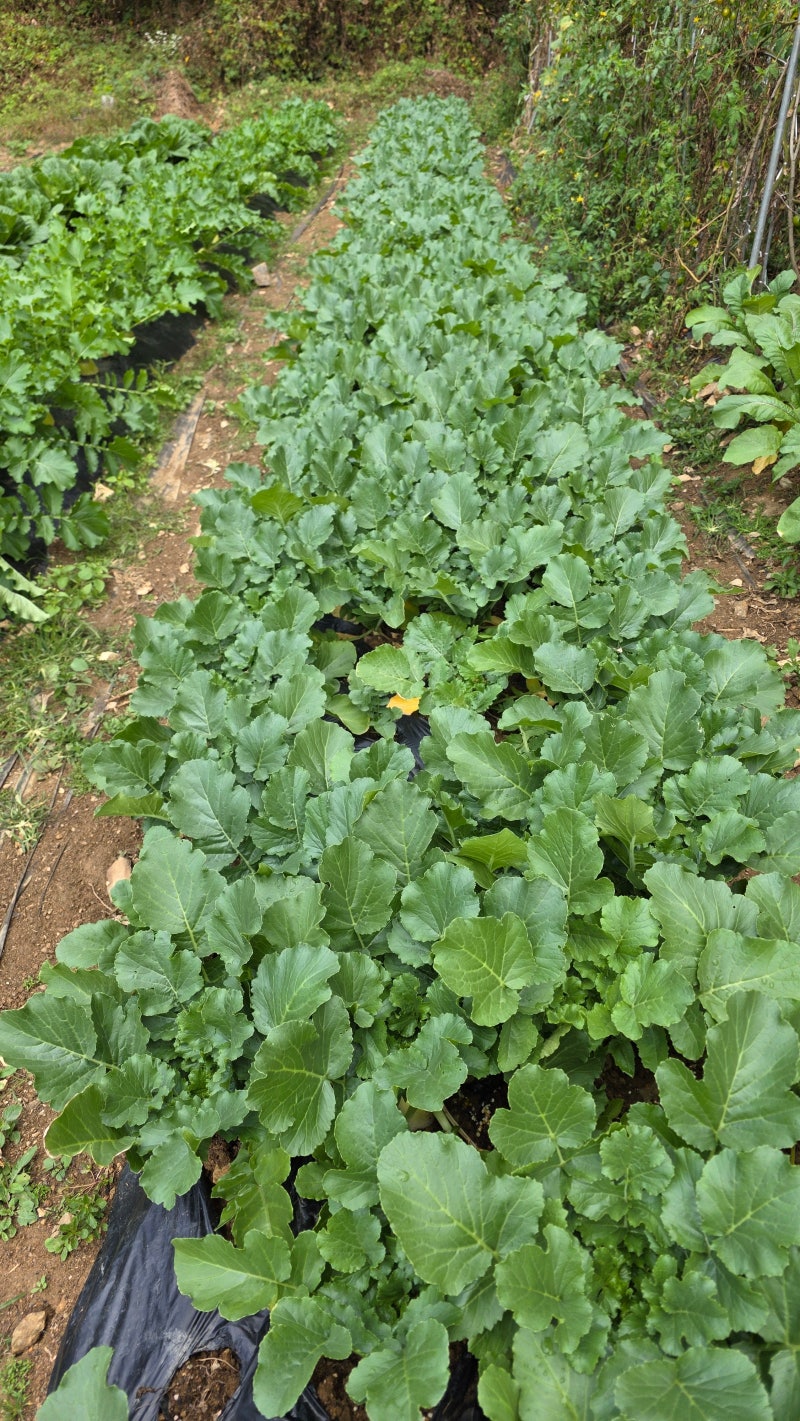 시래기용 무청 따내기 (ft: 김장 배추와 무에서 시래기용 잎사귀 따내기 작업)