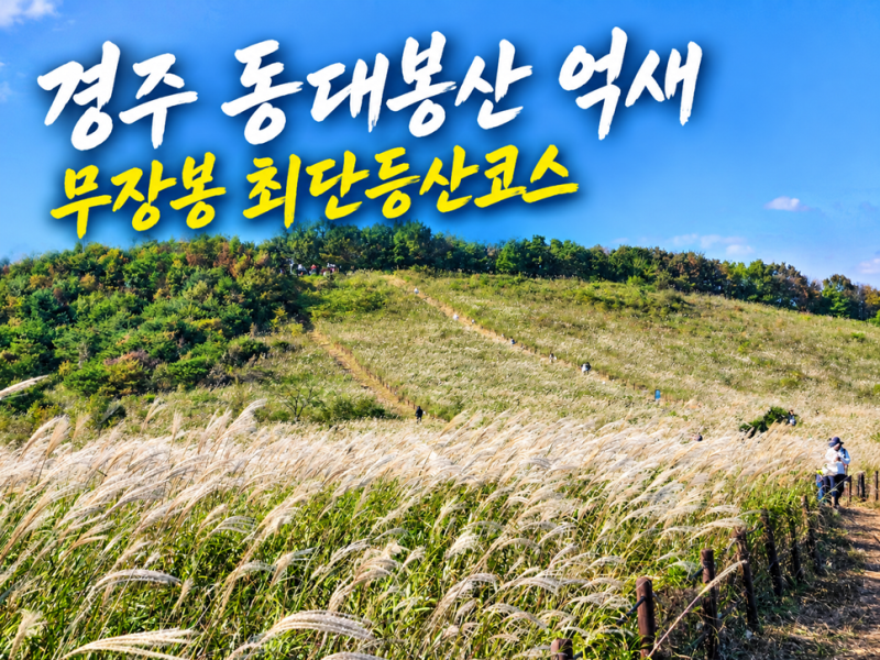 경주 무장산 억새 동대봉산 무장봉 최단등산코스