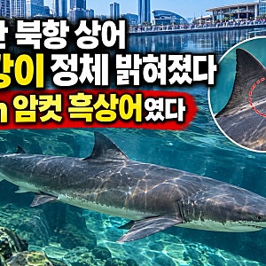부산 북항 상어 부캉이 정체 밝혀졌다, 3m 암컷 흑상어였다