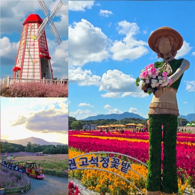 철원 고석정 꽃축제 2026 서울 근교 가을 축제 고석정꽃밭 입장료 가는길