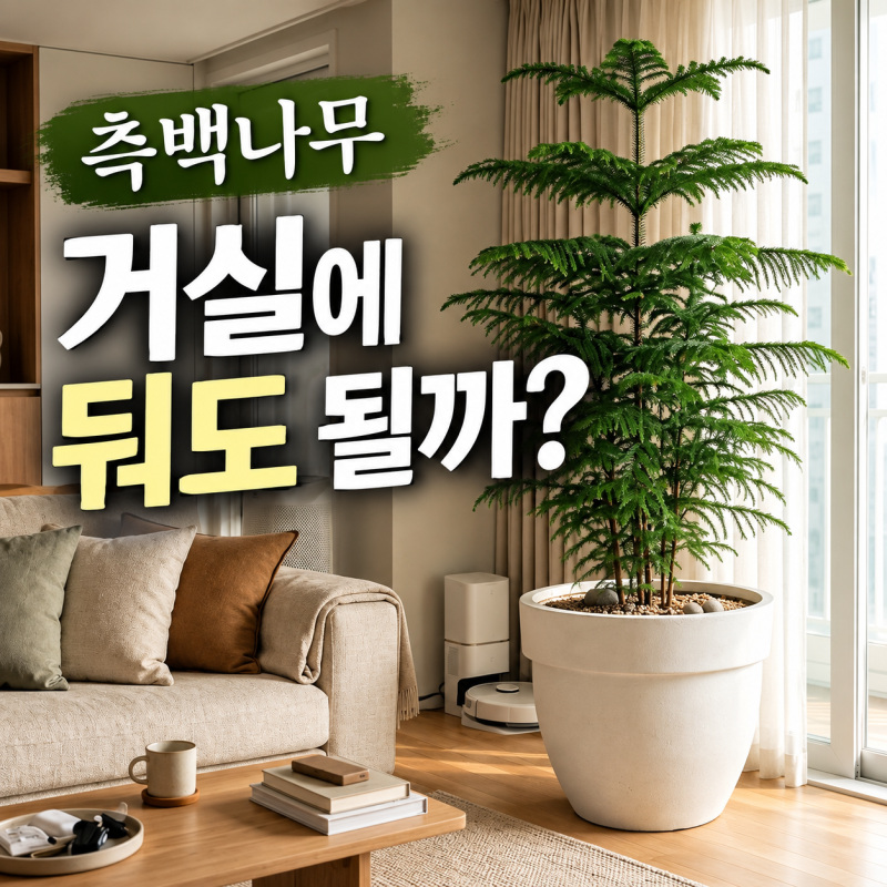 거실에 대형화분 하나 둘까? 측백나무부터 따져본 집에서 키우기 좋은 나무