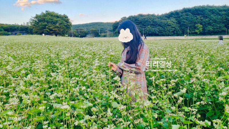 양산 통도사 메밀꽃 주차장, 후기 10월 실시간 개화 상태