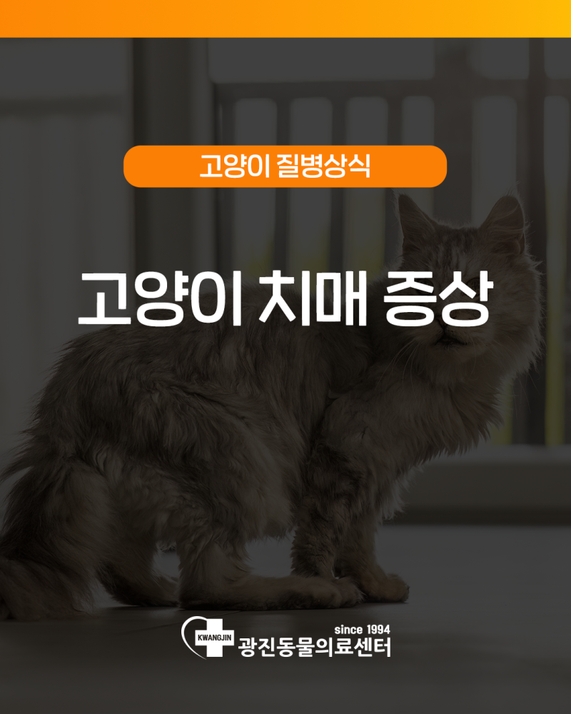 고양이 치매 증상, 평소와 다른 행동이 보인다면?