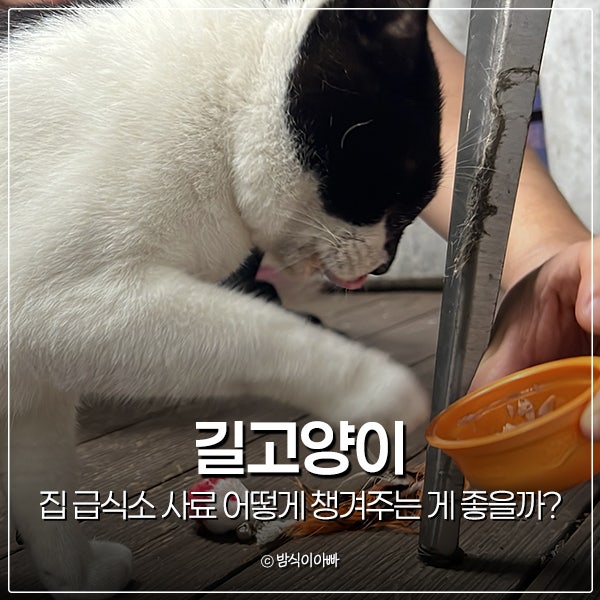 길고양이 겨울 집 급식소 사료 어떻게 챙겨주는 게 좋을까?