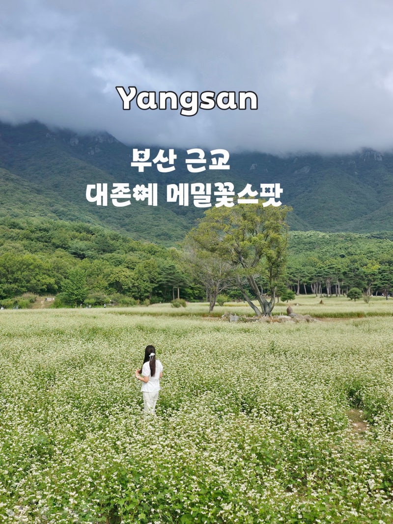 부산 근교 가을 데이트 코스 추천! 양산 통도사 메밀꽃 위치&주차장 꿀팁
