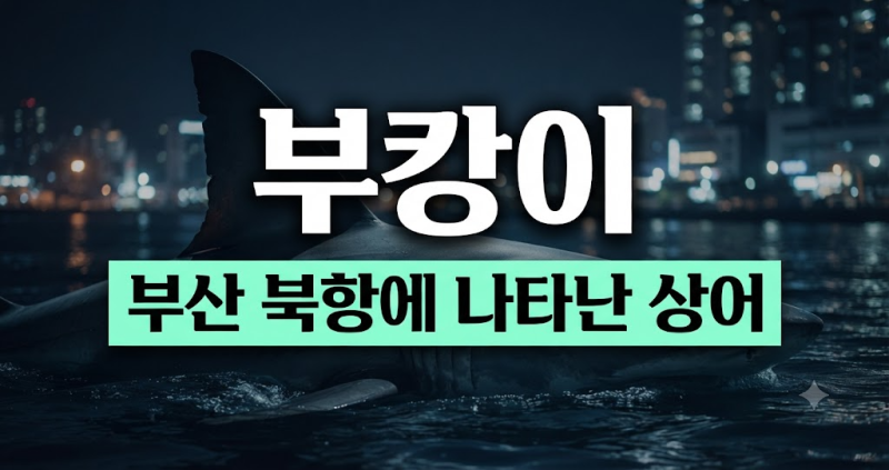 부캉이 뜻이 뭐길래? 부산 북항 상어 정체와 위치까지 정리