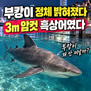 부캉이 정체 밝혀졌다…3m 암컷 흑상어, 부산 북항 떠나지 않는 이유