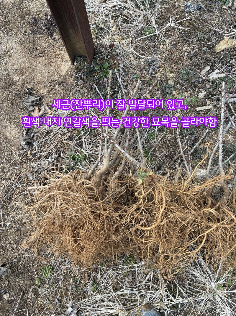좋은 엄나무 묘목 선별 가이드