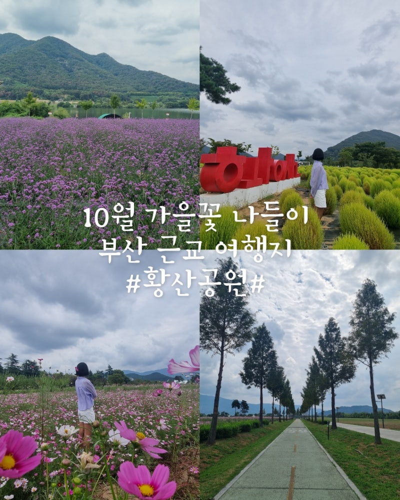 부산 근교 드라이브 추천 경남 양산 여행 가을꽃축제 황산공원 방문후기