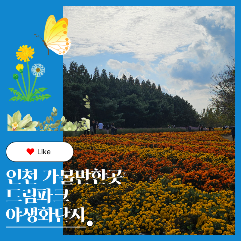 인천 가볼만한곳 드림파크 야생화단지 서울근교 가을나들이 해바라기·핑크뮬리·메타세콰....