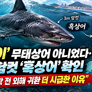 부산 부캉이 무태상어 아니었다  3m 암컷 위기종 ‘흑상어’ 확인…수온 떨어지기 전 외해 귀....