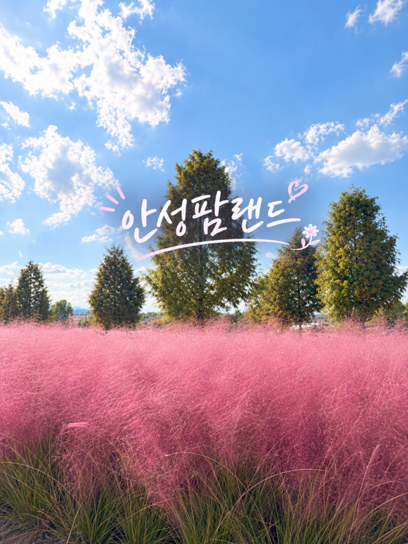 아이랑 서울근교 가볼만한 곳 안성팜랜드 핑크뮬리 코스모스 동물체험