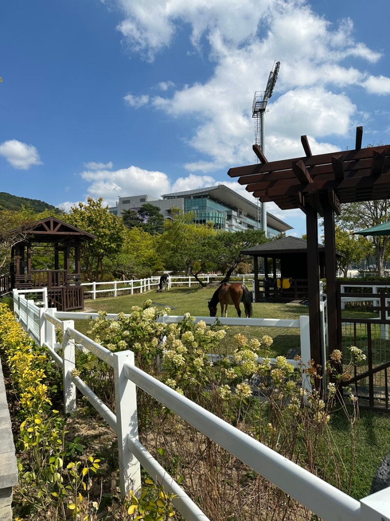 렛츠런파크 부산경남 아이와 가볼만한곳｜무료주차 포니체험 놀이터 총정리