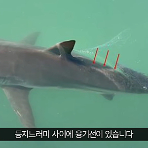 부캉이 정체는 3m 암컷 흑상어…두 번 구조해도 북항을 떠나지 않는 이유