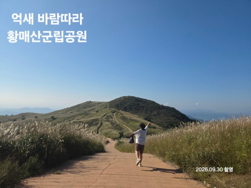 합천 황매산 억새, 이른 아침에 가보니… 은빛 억새길 따라 만든 추억 가을이 오면 한 번쯤 ....