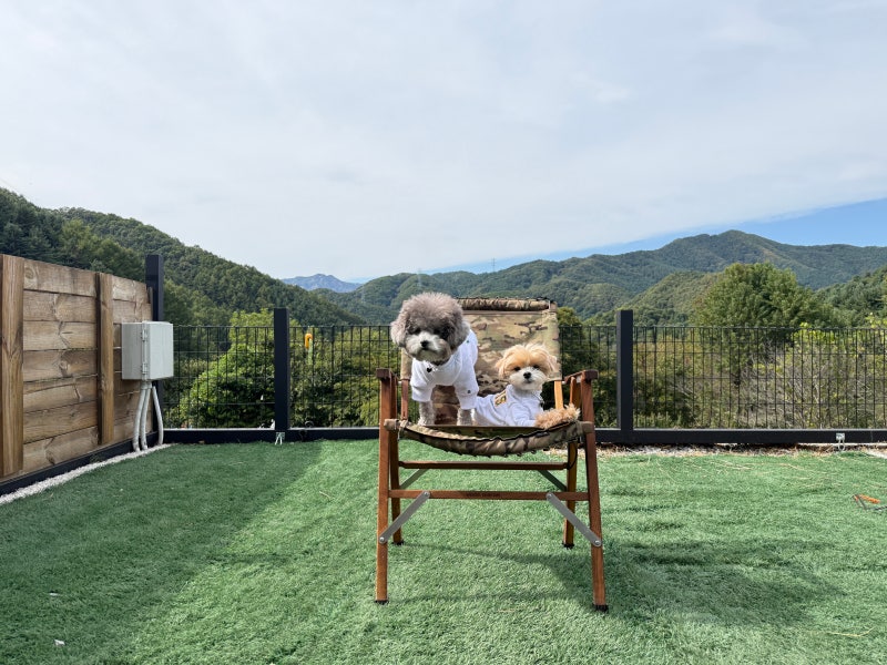 가평 산으로간니모 캠핑장｜서울 근교 뷰 좋은 애견동반 캠핑장