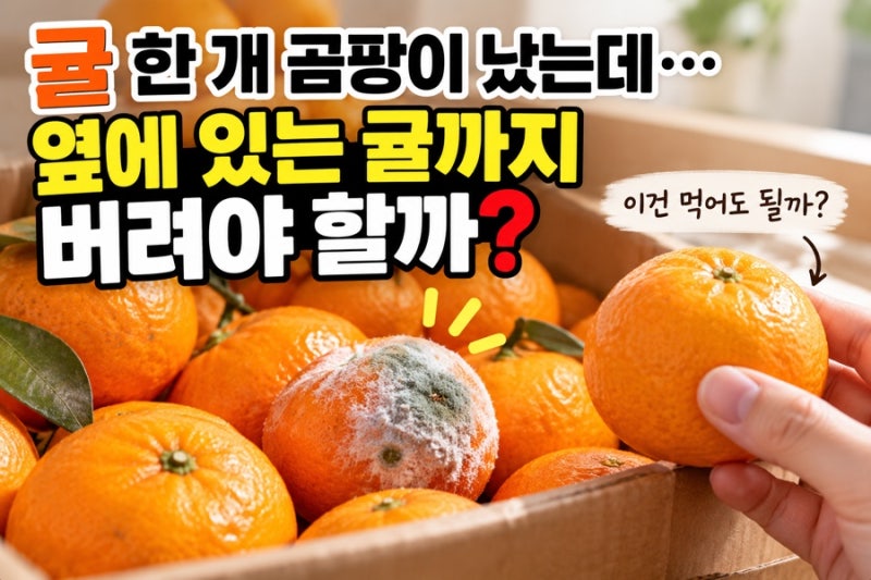 「귤 한 개 곰팡이 났는데… 옆에 있는 귤까지 버려야 할까?」