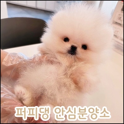 순창강아지분양 높은 비용만 보다가 합리적으로 비교해본 후기