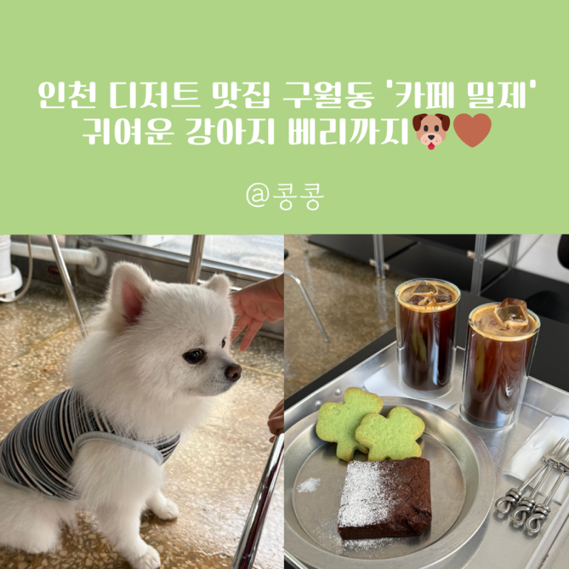 인천 디저트 맛집 구월동 카페 밀제, 귀여운 강아지 베리까지
