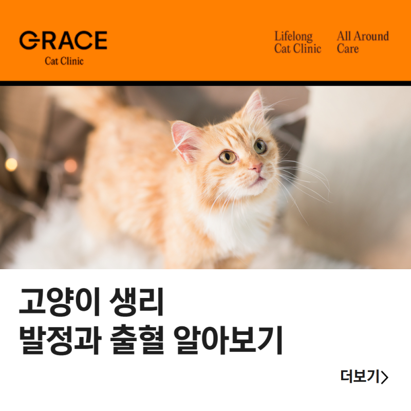 고양이 생리도 할까? 암컷 고양이 발정과 출혈 알아보기