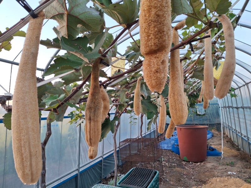 설거지 도구···천연 수세미 어때?