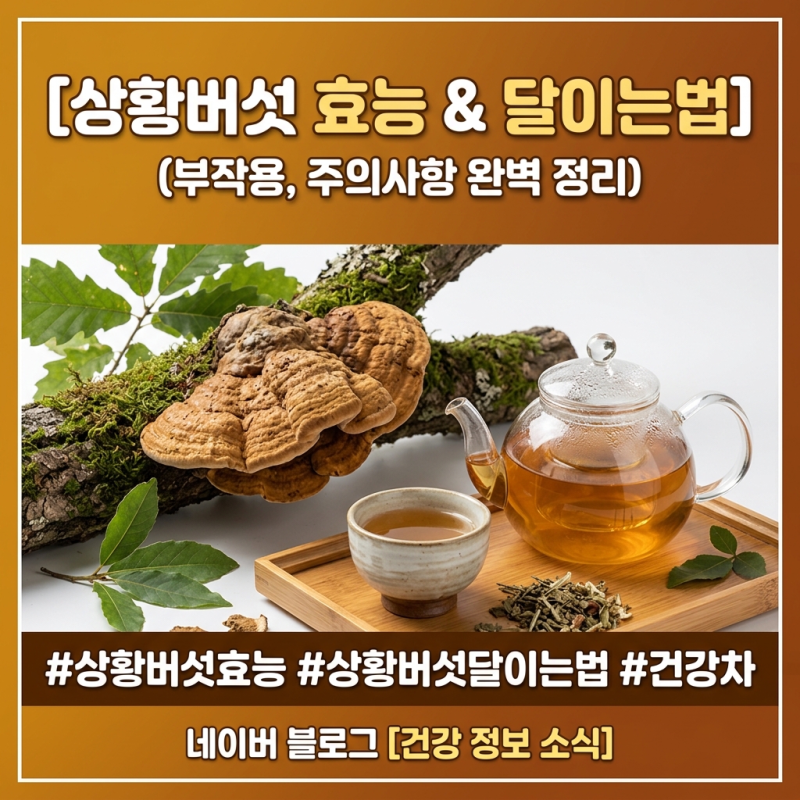 환절기 건강 챙기기: 상황버섯 효능 4가지 & 올바른 복용법 (부작용 주의)
