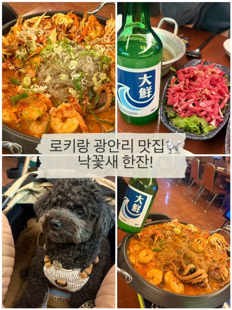 광안리 애견동반 맛집 물보라 광안점｜낙꽃새 먹은 광안리술집