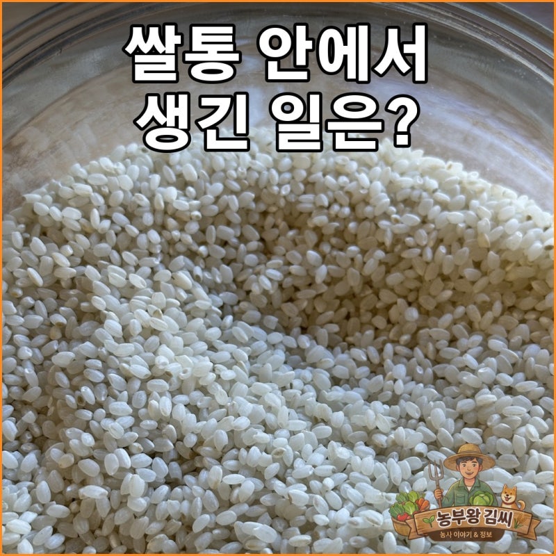 추수철 쌀 보관 기준과 유리병 속 쌀에 회색·검은 점이 보일 때 확인할 것