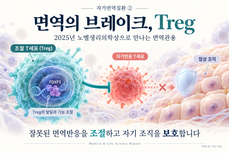 자가면역질환 ② 2025년 노벨상이 밝혀낸 ‘면역의 브레이크’