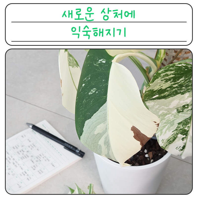 알보몬스테라 잎 타는 현상