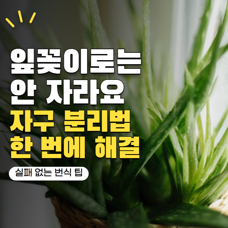 알로에 잎 하나 잘라 심으면 새 화분이 될까? 생각보다 다른 번식 방법