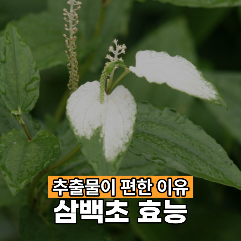 삼백초 효능 추출물로 섭취하면 편리한 이유!